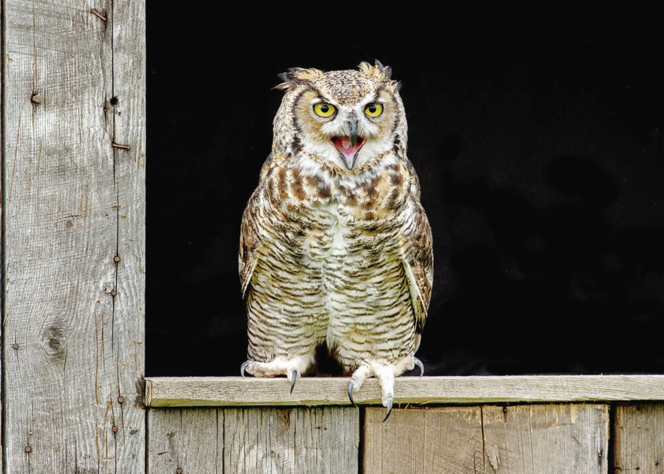 web1_great_horned_owl_ontario_canada