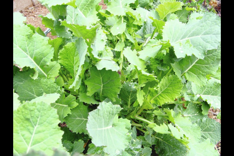 Sweet Hardy kale grows into a sturdy bush that withstands cold temperatures well. HELEN CHESNUT 