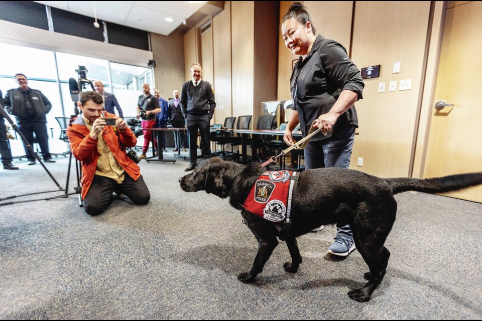 Beacon, the newest member of the Saanich Police Department, and primary handler Lynn George meet the media Wednesday. The two-year-old black lab was donated by Wounded Warriors Canada in partnership with Vancouver Island Compassion Dogs. DARREN STONE, TIMES COLONIST 