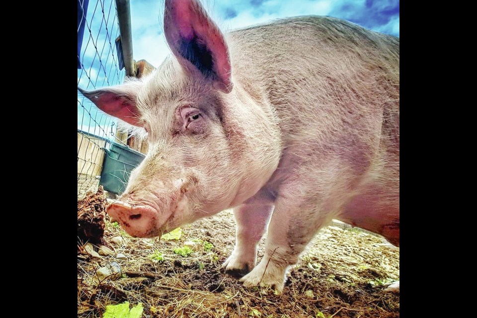 Theo the pig lived out his life at A Home for Hooves Sanctuary in Duncan after being found loose on the Fraser Highway in 2018. A HOME FOR HOOVES SANCTUARY VIA FACEBOOK 