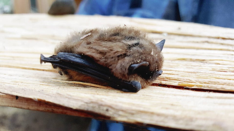 web1_bat-hibernating-in-woodshed---photo-c-buick