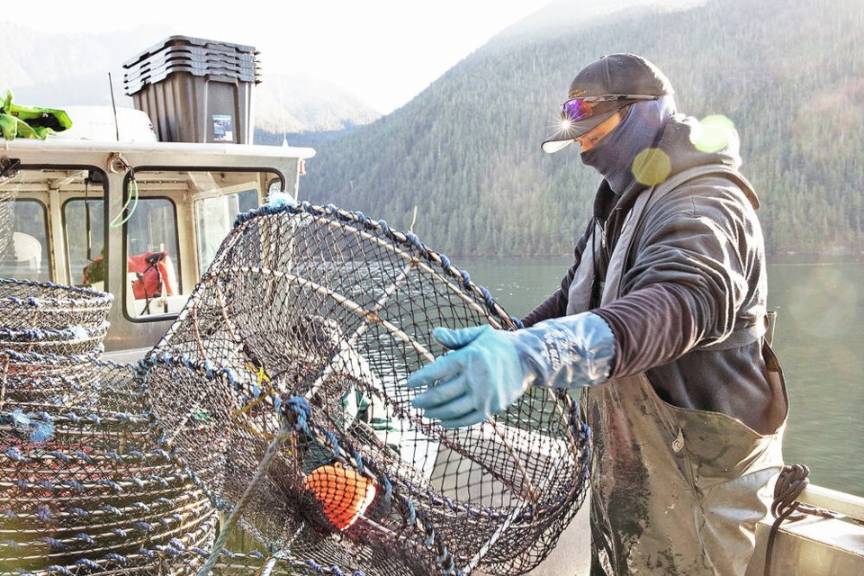 European green crabs are invading B.C. waters