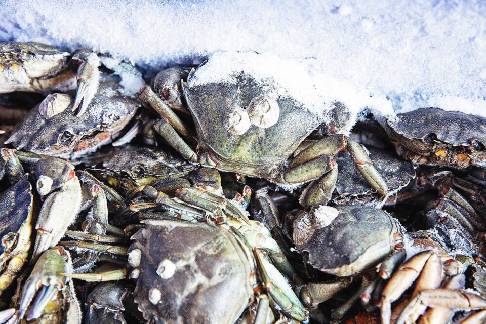 Bins filled with European green crabs collected by Coastal Restoration Society are kept frozen inside a shipping container in Tofino. MELISSA RENWICK 