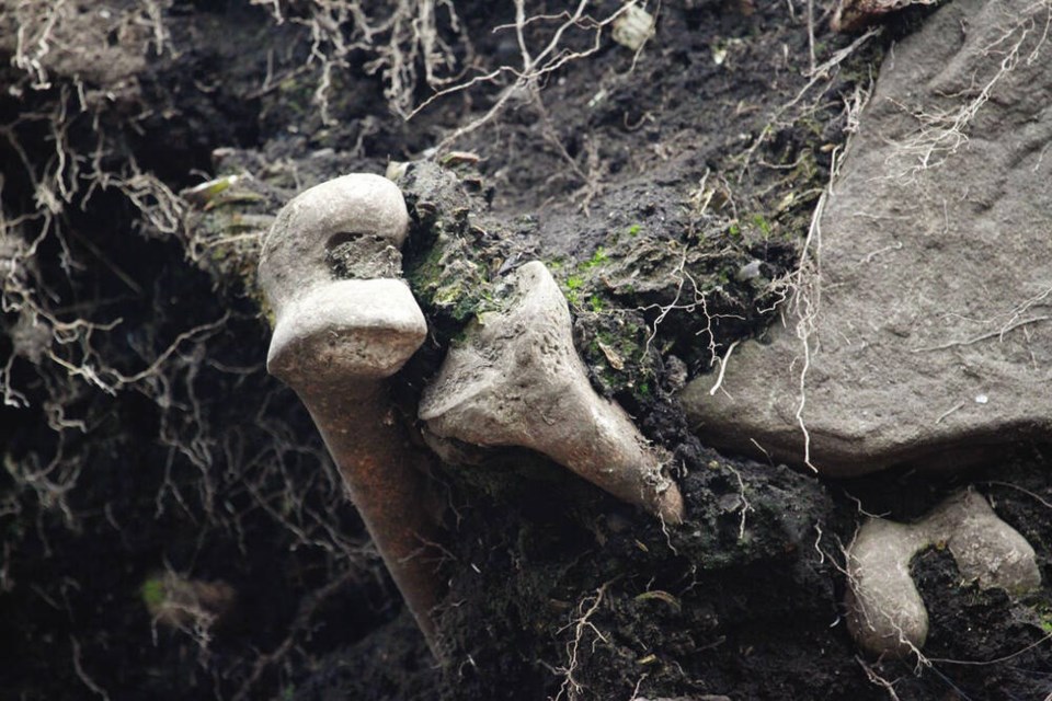 Erosion is wearing away a bank underneath a cemetery on Gabriola Island, exposing the bones of those buried there. CARL HUGHES 