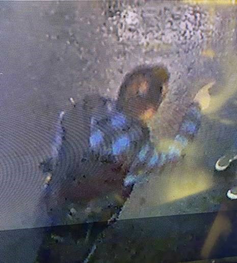 Victoria police are asking for the public's help identifying a man who kicked a dog and assaulted two tourists. VICPD