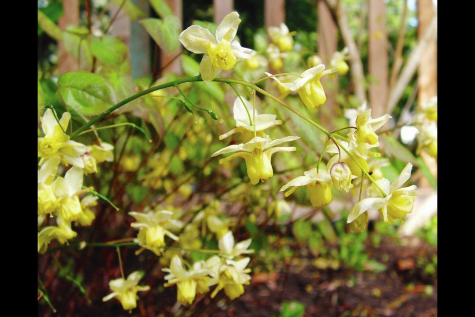 Epimedium reliably produces year-round ornamental foliage and sprays of dainty spring flowers even in root-infested soils. HELEN CHESNUT 