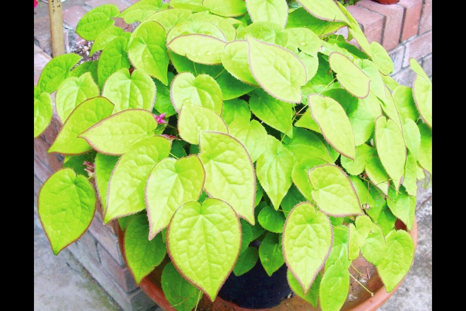 Attractive foliage, year-round, is an appealing feature of Epimedium (bishop's hat).	HELEN CHESNUT 