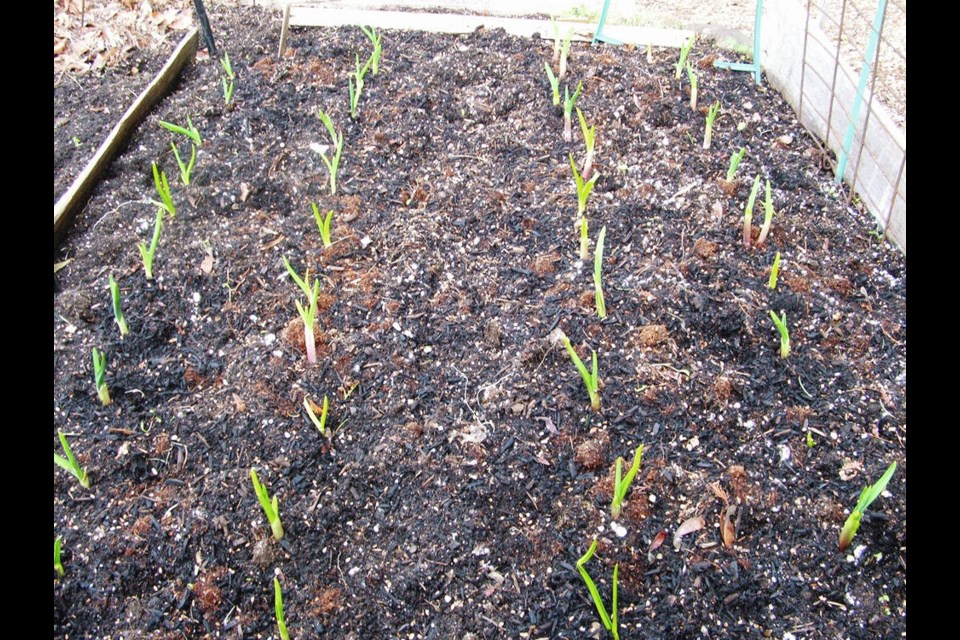 A new season of growth has begun, with fall-planted garlic sprouting in February. HELEN CHESNUT 