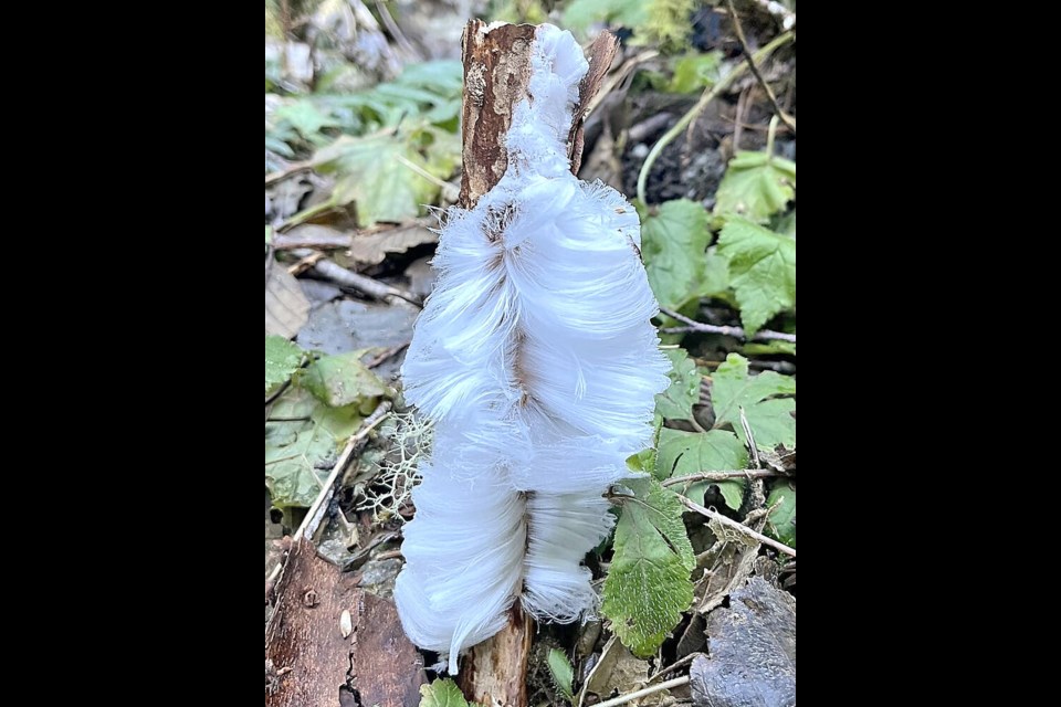 Hair ice was first observed by continental drift discoverer Alfred Wegener in 1918. A rare type of ice formation that grows exclusively on dead wood. Photo via Sandra Meyer.