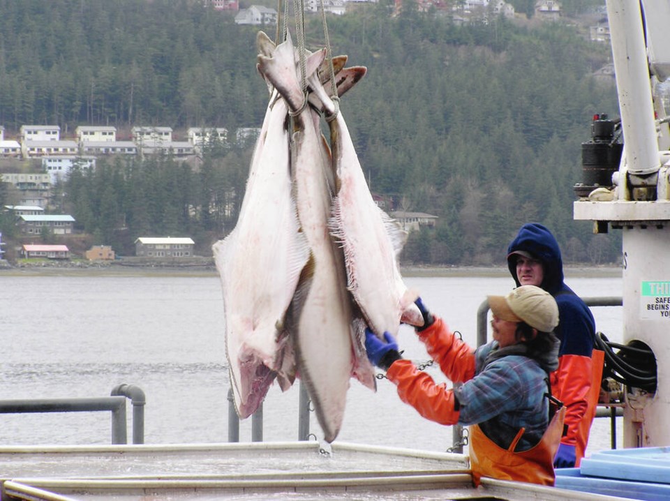 web1_halibut_processing