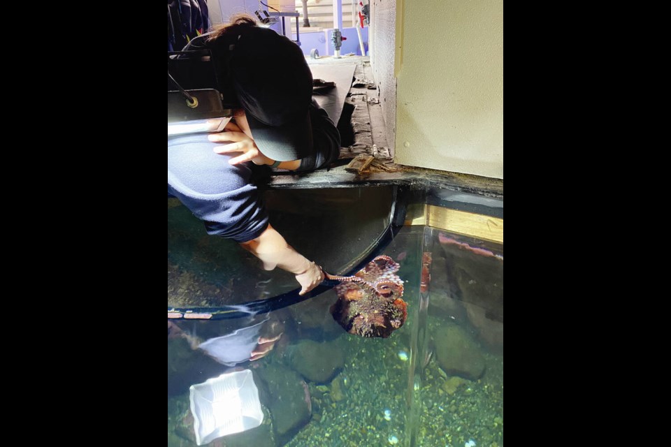 Amanda LeSergent reaches out to Storm, a giant Pacific octopus at the Shaw Centre for the Salish Sea. TIMES COLONIST 