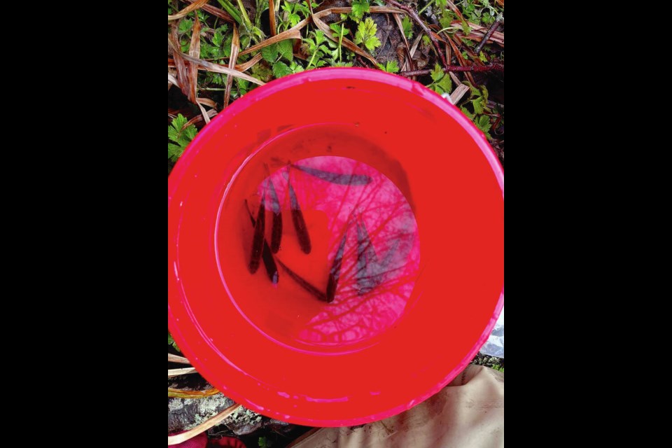 Juvenile coho salmon discovered in the stream leading into Craigflower Creek. AQUA-TEX SCIENTIFIC 