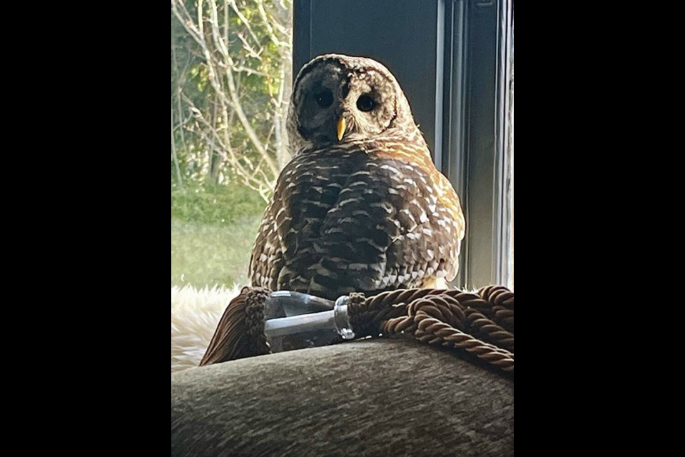 This barred owl was found perched on a sofa in an Esquimalt home this week. RAMONA MAXIMUK 