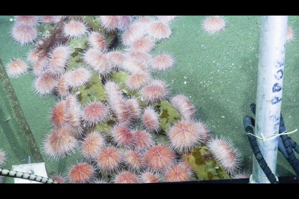 Deep-sea fragile pink sea urchins feed on decaying seaweed at the Endeavour site during a 2016 expedition. Ocean Networks Canada 