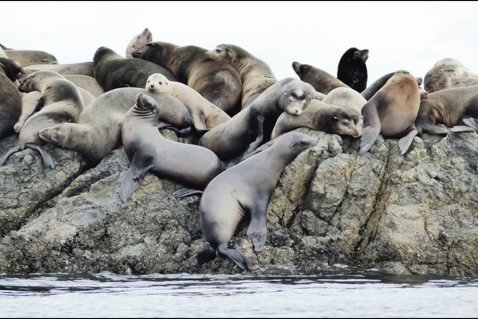 California sea lions crowd onto the rocks at Trial Island. JACQUES SIROIS 