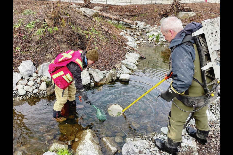 Steve Voller of Seamount Consulting and Tracy Motyer of Aqua-Tex Scientific search for fish in the restored stream on the site of B.C. Transit's new HandyDART facility in View Royal. The researchers measured the juvenile fish in the stream and took samples of scales, which provided data about their age and health. The fish were not harmed. 
AQUA-TEX SCIENTIFIC 