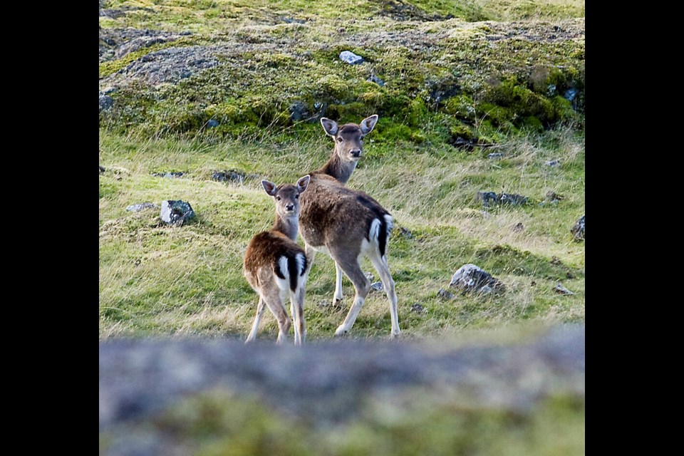 Controlled hunting and periodic culls over the years have reduced the number of fallow deer from thousands in the 1980s to around 400 to 500. TIMES COLONIST 