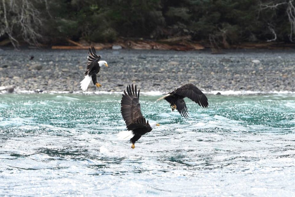 The herring spawn off of Port McNeill's shores is attracting all kinds of predators who feed on the fish, including bald eagles scooping up herring in their talons. VIA JACKIE HILDERING