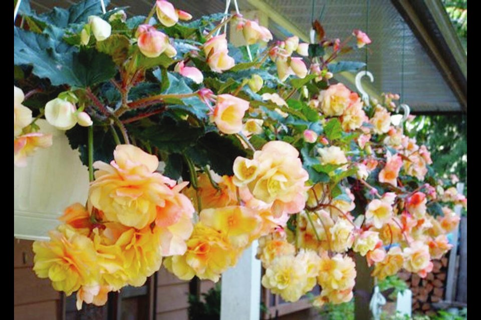 It is difficult now to find a Canadian source for tubers of Champagne, a beautiful and prolific hanging basket begonia. HELEN CHESNUT 