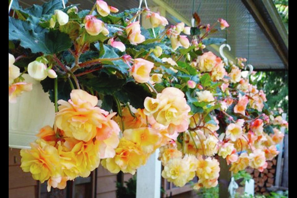 It is difficult now to find a Canadian source for tubers of Champagne, a beautiful and prolific hanging basket begonia. HELEN CHESNUT 
