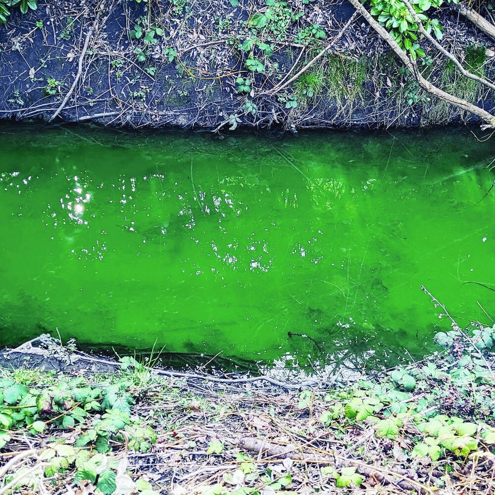 Poker Creek wordt groen nadat er spuitverf in het water is gedumpt