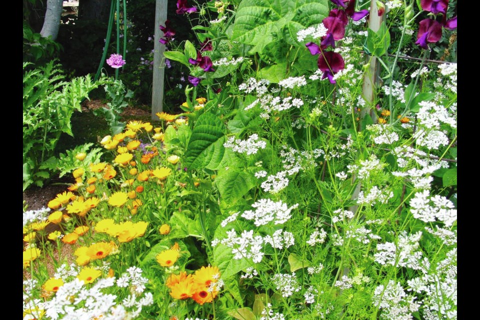 Patches of cilantro and calendula attract and nourish beneficial insects in food gardens. HELEN CHESNUT 