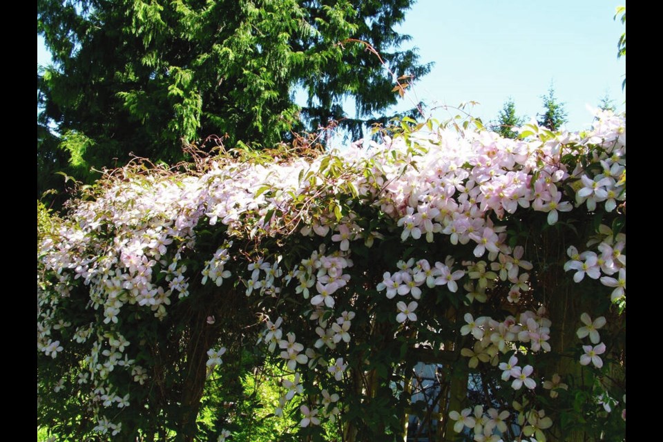Clematis montana forms a flowering roof over a garden structure in May. HELEN CHESNUT 