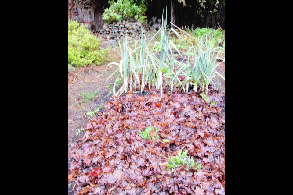 Small or chopped leaves laid over bare soil areas in the fall reduce soil compaction and leaching of nutrients in winter rains. This leaf layer can often be reused in summer to protect soil from the heat.  HELEN CHESNUT