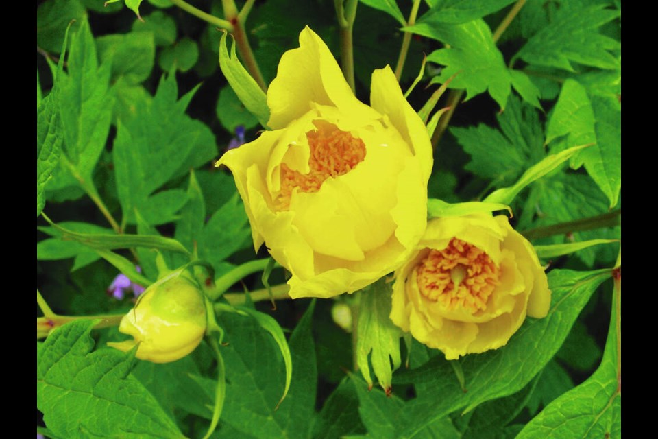 Many perennials and shrubs, like this tree peony (Paeonia lutea ssp. ludlowii), can be grown from seed. HELEN CHESNUT 