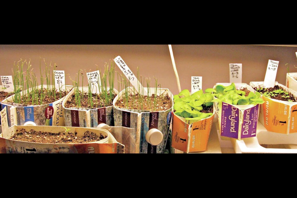 Seedlings under plant lights develop best with between 14 and 18 hours of light. A dark resting period of eight hours is ideal. HELEN CHESNUT 