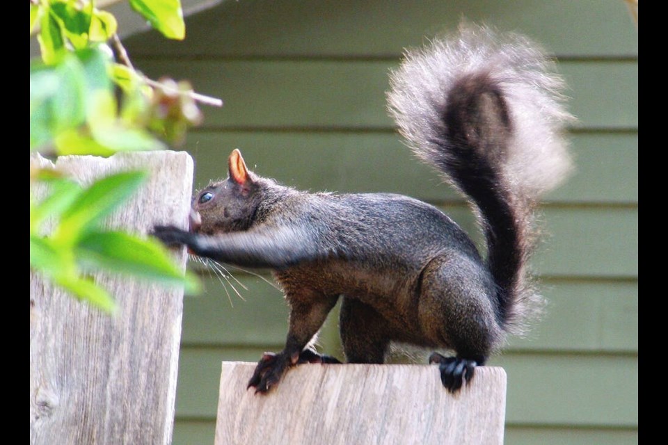 Squirrels can be a perplexing problem in home gardens.	HELEN CHESNUT 