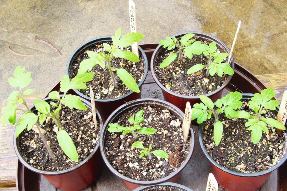 These tomato seedlings are ready for thinning to leave one in each pot before growing in bright indirect light and cool temperatures into transplant size. HELEN CHESNUT 