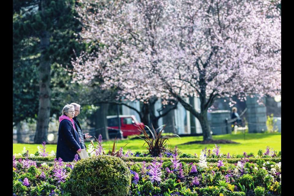 Flowers and tree blossoms fill the front of the Fairmont Empress Hotel grounds in Victoria this week. DARREN STONE, TIMES COLONIST 