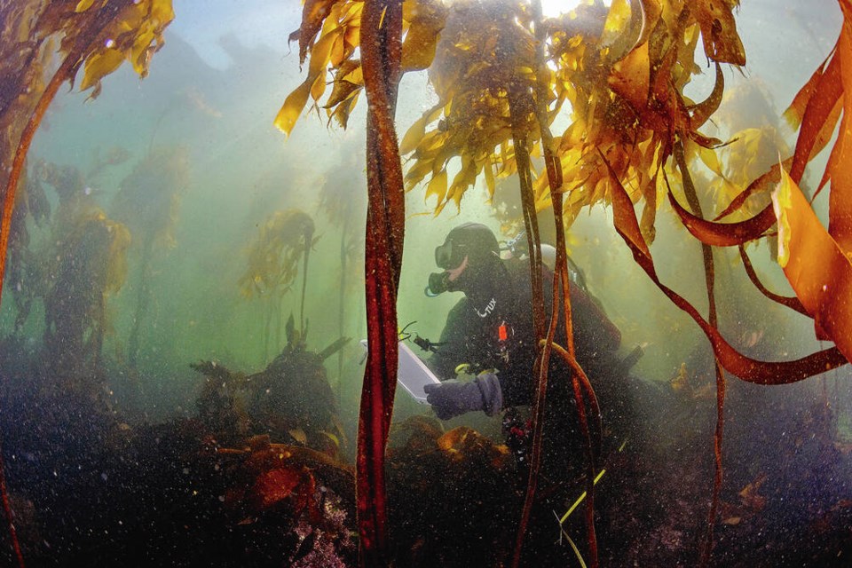 Lead scientist Kieran Cox records the sea life he sees in the kelp forest. SHANE GROSS 