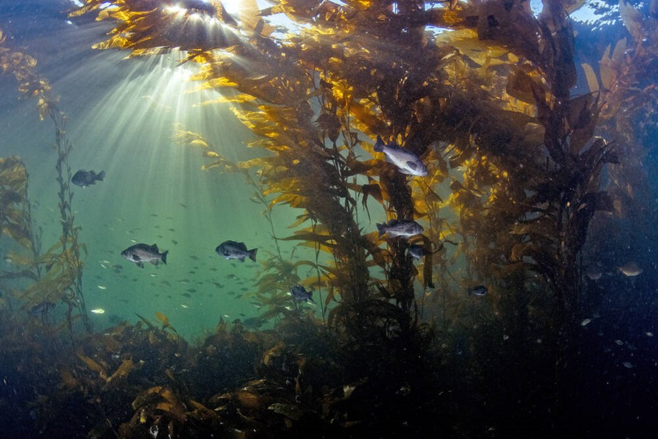 The race to understand how kelp forests dampen ocean noise — before it's too late