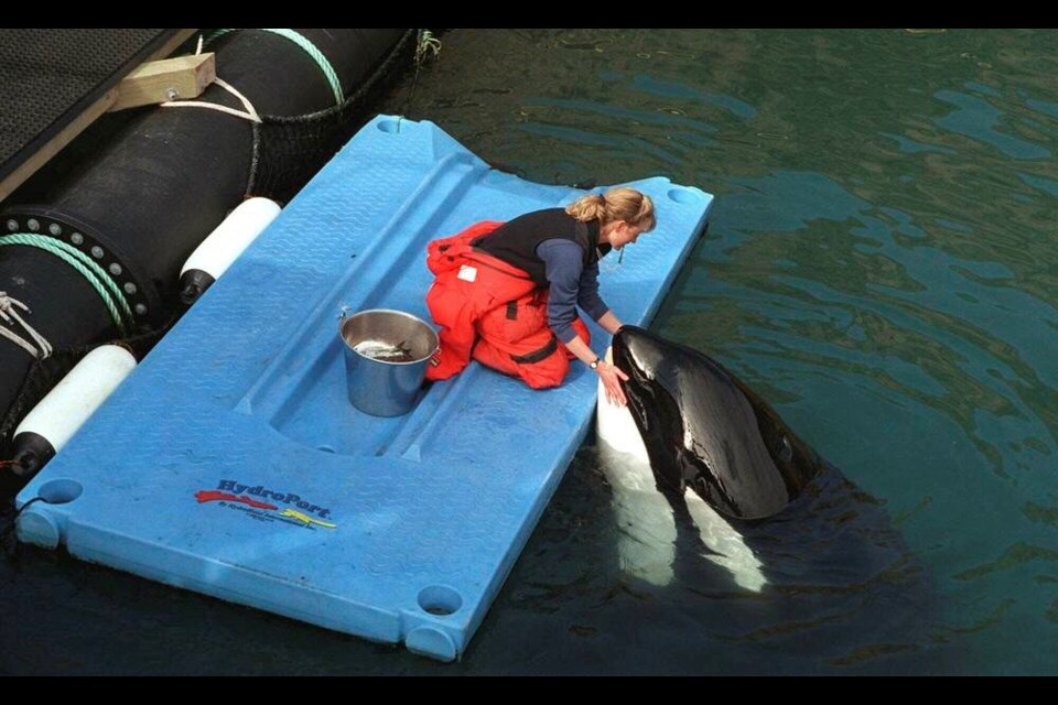 Karen McRea feeds frozen fish to Keiko, star of the movie "Free Willy," in his pen off the coast of Westman Islands, Iceland, on April 22, 1999. An ambitious plan announced last week to return a killer whale, held captive for more than a half-century, to her home waters in Washington’s Puget Sound thrilled those who have long advocated for her to be freed from her tank at the Miami Seaquarium. But it also called to mind the release of Keiko, who failed to adapt to the wild after being returned to his native Iceland and died five years later. (AP Photo/Kristin Gazlay, File)