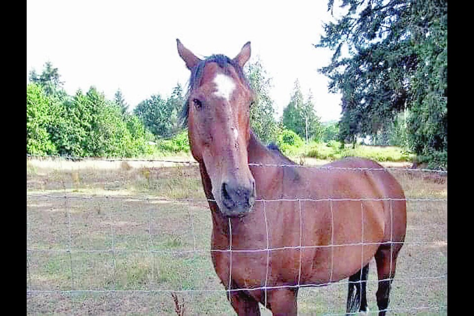 Shannon Cairns' horse, Cash, who was found shot on a Ladysmith farm. VIA CAIRNS FAMILY