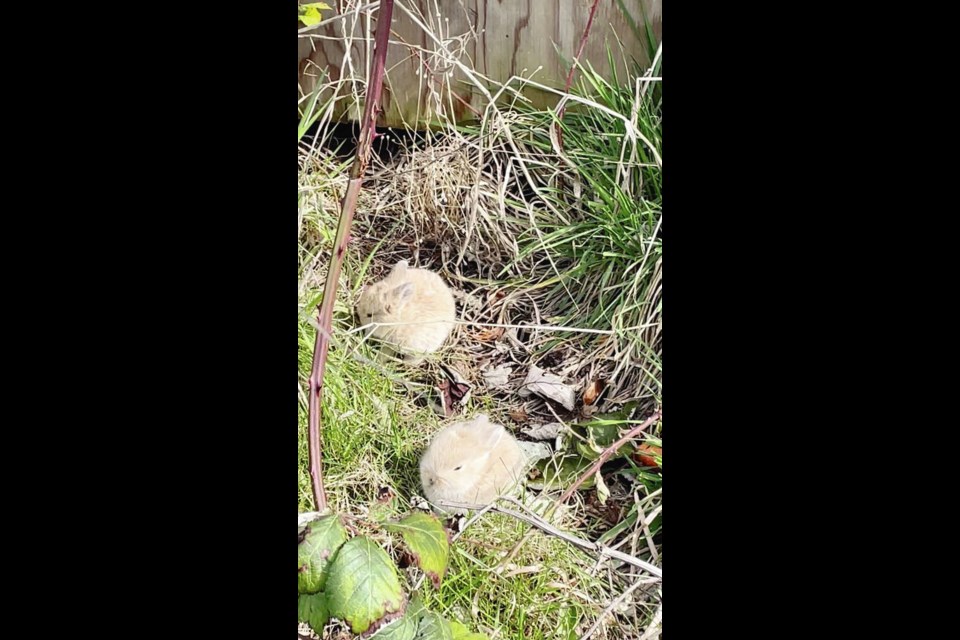 A lack of rescue societies that accept domestic rabbits has neighbours uncertain what to do with the rabbits living in their Esquimalt neighbourhood. VIA CAROLYN BIRCH 