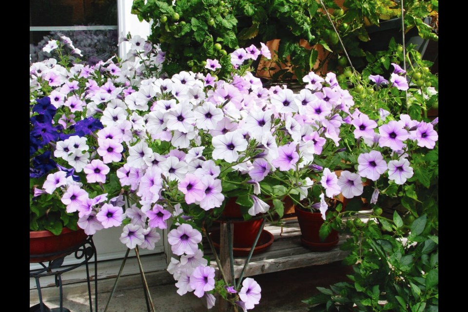 Whether its petunias or peppers, a potting soil with substance will keep plants in containers vibrant and productive through the growing season. HELEN CHESNUT 