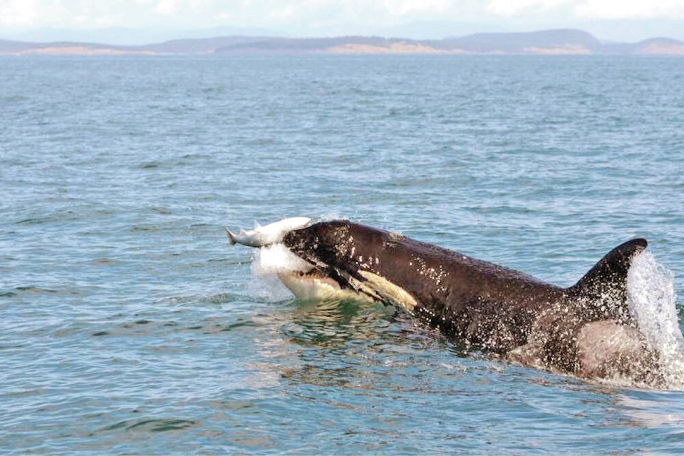 A southern resident orca eats a salmon in the Salish Sea near Seattle, Washington. Southern resident killer whale females with a calf were among the least efficient hunters, the study discovered, likely because with fewer fish in southern waters, using up energy to hunt might not be worth it for lactating mothers.	SU KIM, NOAA FISHERIES 