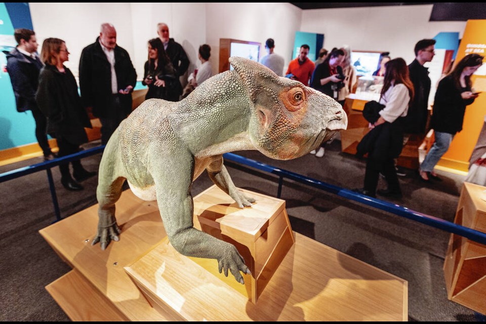 The Royal B.C. Museum's exhibit Dinosaurs of B.C. features "Buster," the Iron Lizard of the Sustut River, whose bones were found between Smithers and Dease Lake. DARREN STONE, TIMES COLONIST 