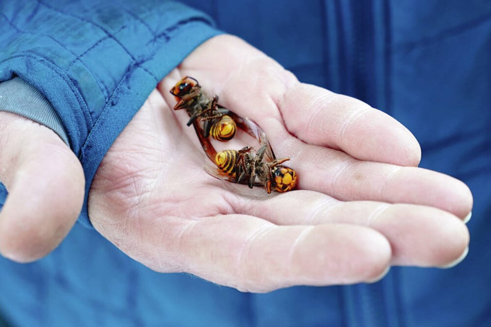 A Washington state Department of Agriculture worker holds two of the dozens of northern giant ­hornets ­vacuumed from a tree in Blaine, Washington in ­ October 2020. Elaine Thompson, AP 