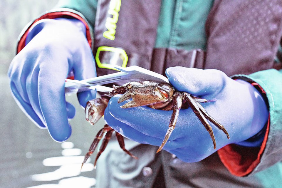 A technician measures a European green crab collected in Bedwell Sound, near Tofino. SUBMITTED 