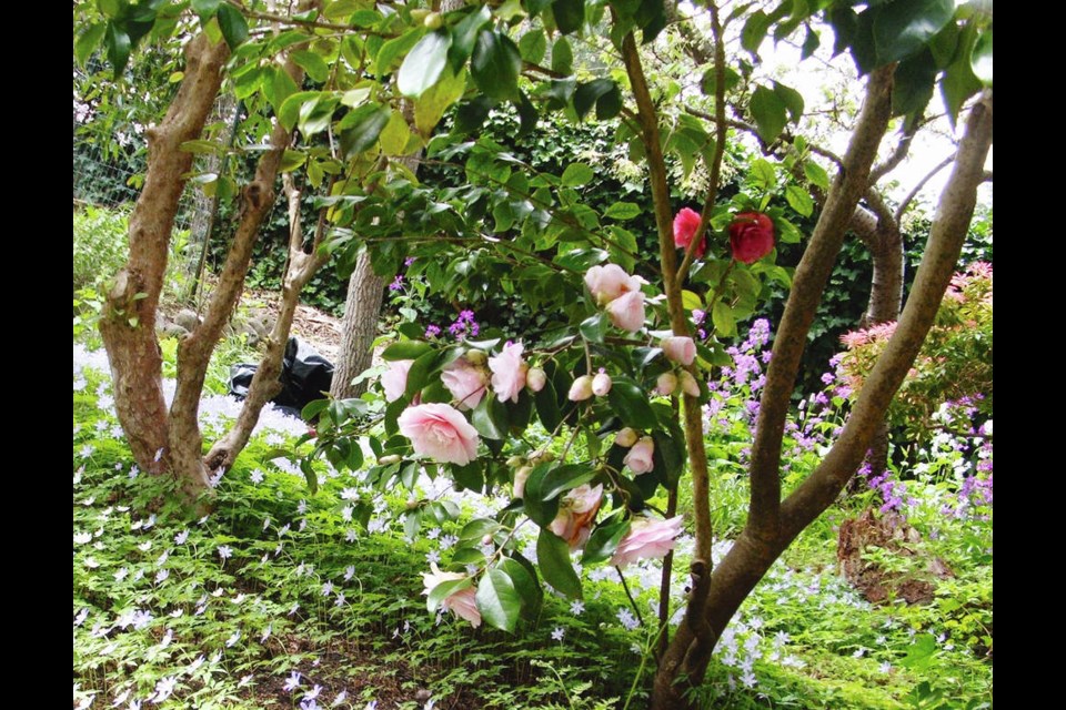 A cluster of blooms in a darker shade of pink than all the other light pink flowers has appeared on this camellia. HELEN CHESNUT PHOTOS 