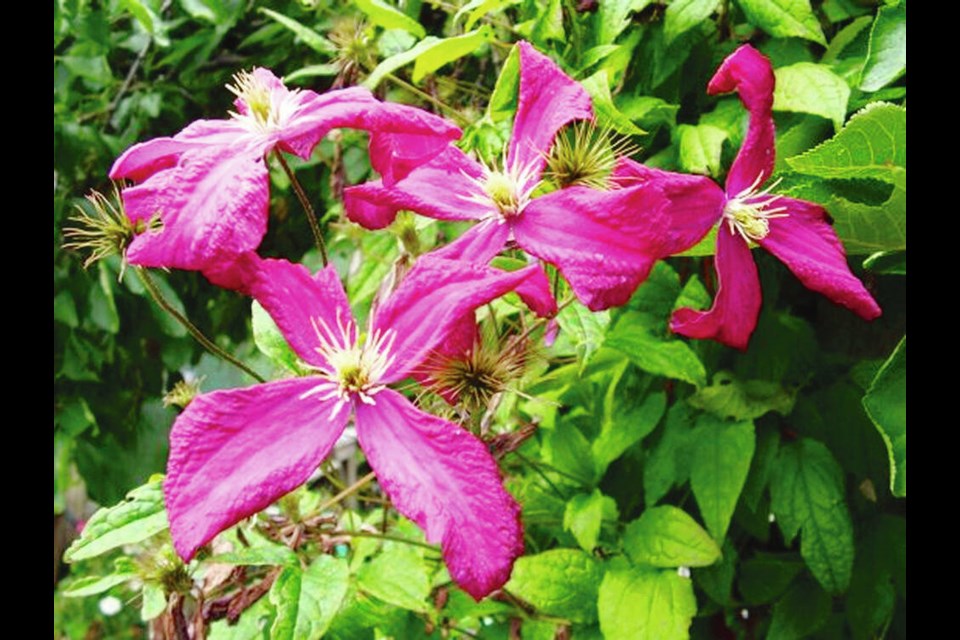Clematis viticella Mme. Julia Correvon is an easy-care summer-flowering vine. HELEN CHESNUT 