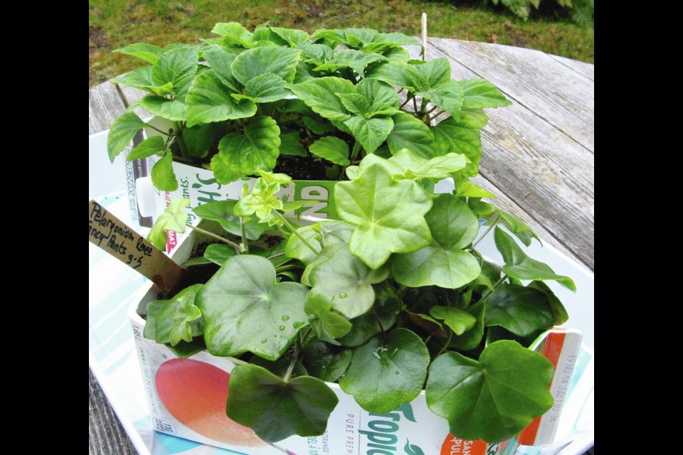 Seed-grown ivy geraniums in the foreground will be moved to containers to trail down the sides of a hammock. Sturdy transplants behind the geranium are a salvia called Firelight, The flowers will attract and feed pollinating insects. HELEN CHESNUT 