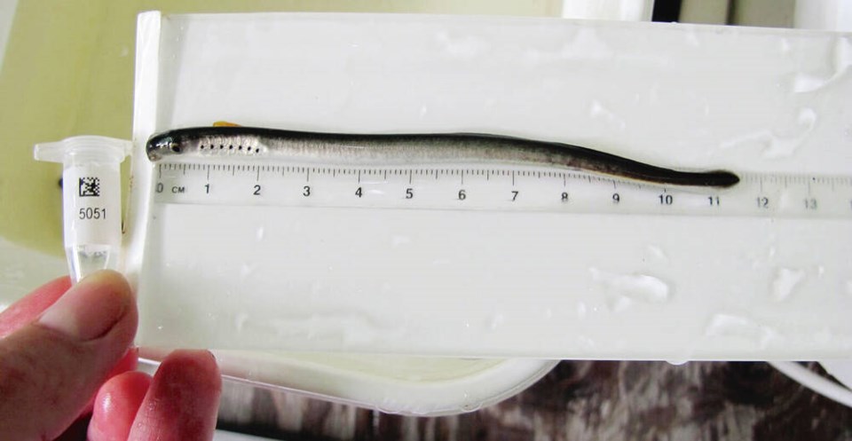 web1_lamprey-measurement-1536x795