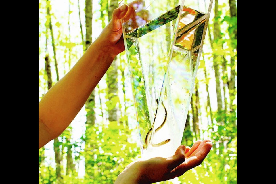 Endangered Morrison Creek lamprey. Via B.C. Parks Foundation 