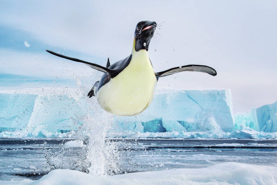 Icy Flight by Paul Nicklen, 2011, taken at Ross Sea, Antarctica. The photo is among those available for sale online until May 31, with 100 per cent of the net proceeds going to ocean conservation. PAUL NICKLEN 