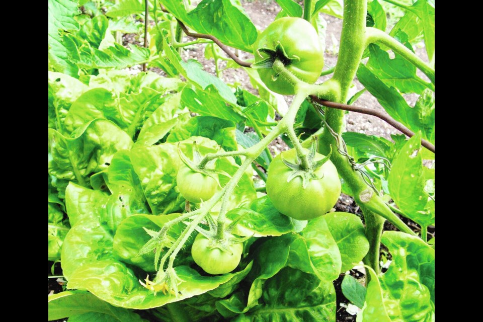 Lettuce does well in summer when grown on the north side of tomato plants. Helen Chesnut photo. Garden column Wednesday, May 17. 